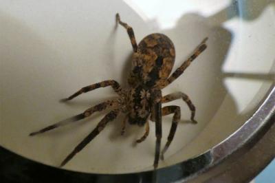 <i>Zoropsis spinimana</i>
