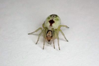 <i>Nigma puella</i>