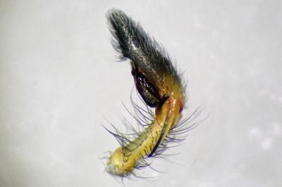 <i>Cheiracanthium erraticum</i>