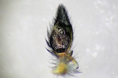 <i>Cheiracanthium erraticum</i>