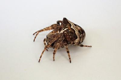 <i>Gibbaranea bituberculata</i>