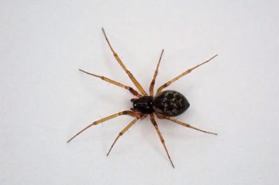 <i>Tenuiphantes tenuis</i>