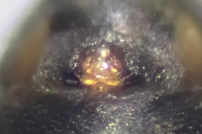 <i>Tenuiphantes tenuis</i>