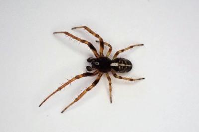 <i>Singa nitidula</i>