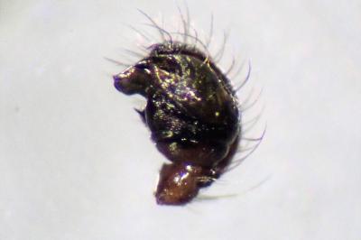 <i>Singa nitidula</i>