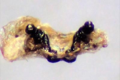 <i>Dictyna arundinacea</i>