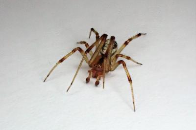 <i>Phylloneta impressa</i>