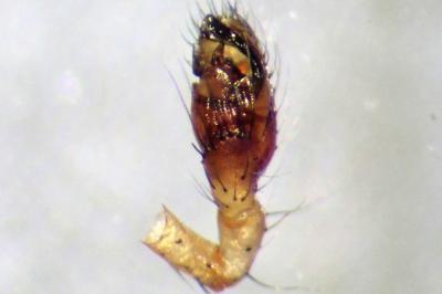<i>Phylloneta impressa</i>
