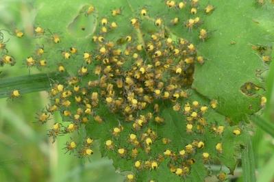 <i>Araneus diadematus</i>