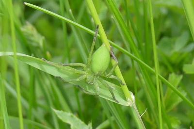 <i>Micrommata virescens</i>