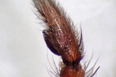 <i>Drassodes lapidosus</i>