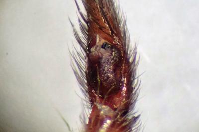 <i>Drassodes lapidosus</i>