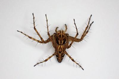 <i>Oxyopes heterophthalmus</i>