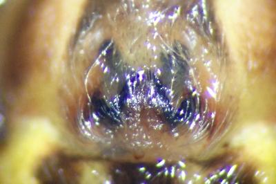 <i>Oxyopes heterophthalmus</i>