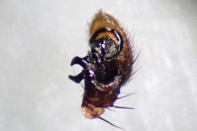 <i>Xysticus kochi</i>