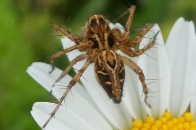 <i>Oxyopes</i>