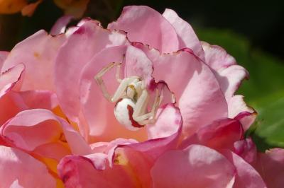 <i>Misumena vatia</i>