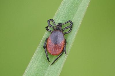<i>Ixodes</i>