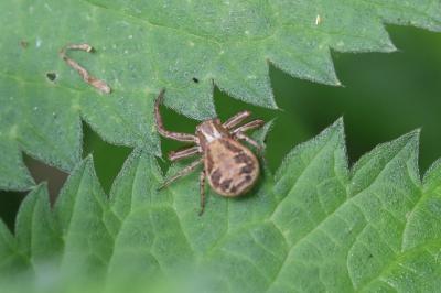 <i>Xysticus</i>