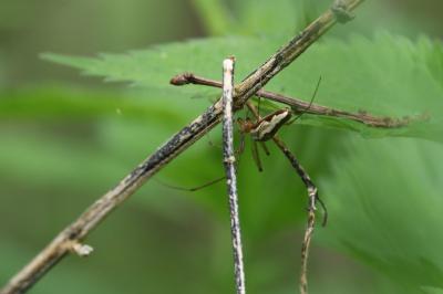 <i>Tetragnatha</i>