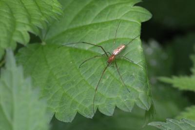 <i>Tetragnatha</i>