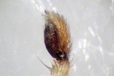 <i>Clubiona phragmitis</i>
