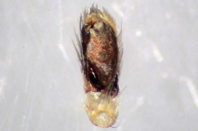 <i>Clubiona phragmitis</i>