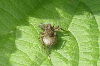 <i>Pardosa</i>