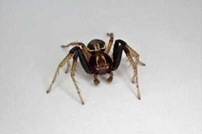<i>Xysticus ulmi</i>