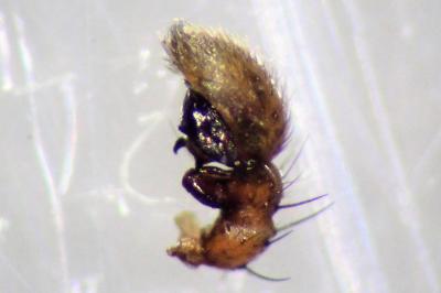 <i>Xysticus ulmi</i>