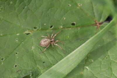 <i>Anyphaena accentuata</i>