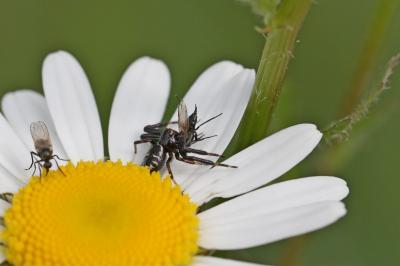 <i>Synema globosum</i>