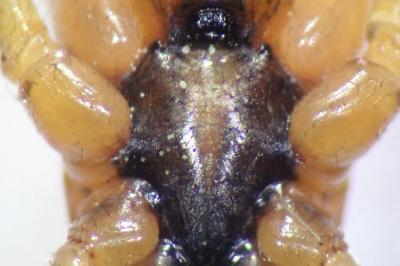 <i>Tetragnatha extensa</i>