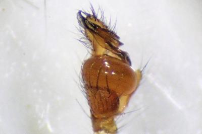 <i>Tetragnatha extensa</i>