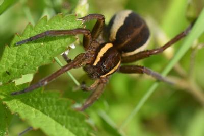 <i>Dolomedes</i>