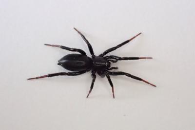 <i>Drassyllus</i>