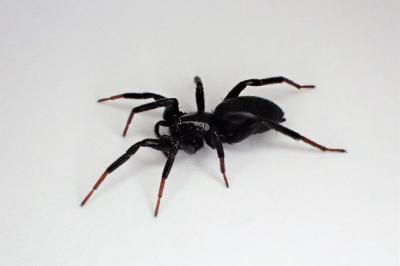 <i>Drassyllus</i>