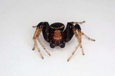<i>Xysticus ulmi</i>