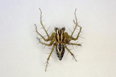 <i>Oxyopes lineatus</i>