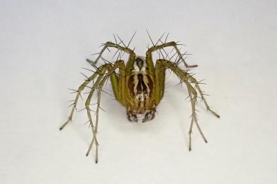 <i>Oxyopes lineatus</i>
