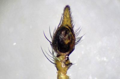 <i>Oxyopes lineatus</i>