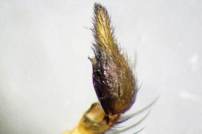 <i>Oxyopes lineatus</i>