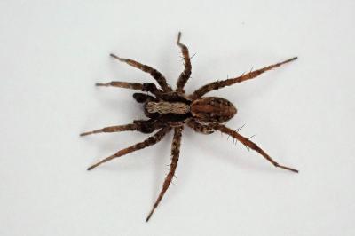 <i>Xerolycosa miniata</i>