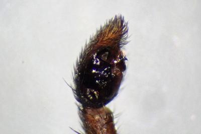 <i>Xerolycosa miniata</i>
