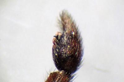 <i>Xerolycosa miniata</i>