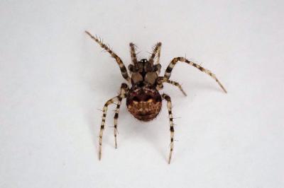 <i>Ero furcata</i>