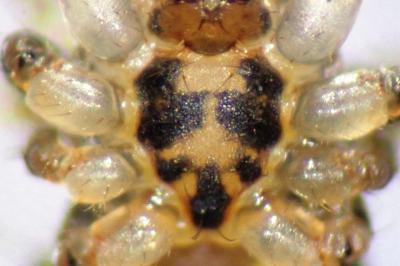 <i>Ero furcata</i>