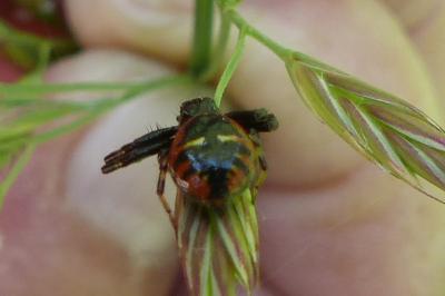 <i>Synema globosum</i>