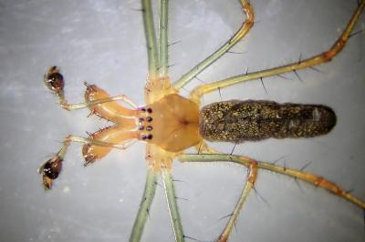 <i>Tetragnatha montana</i>