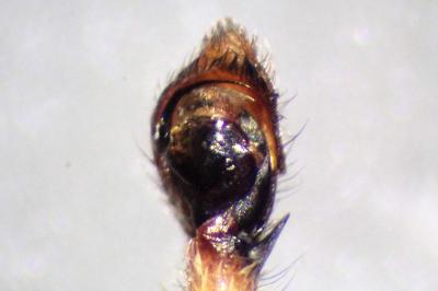 <i>Philodromus cespitum</i>